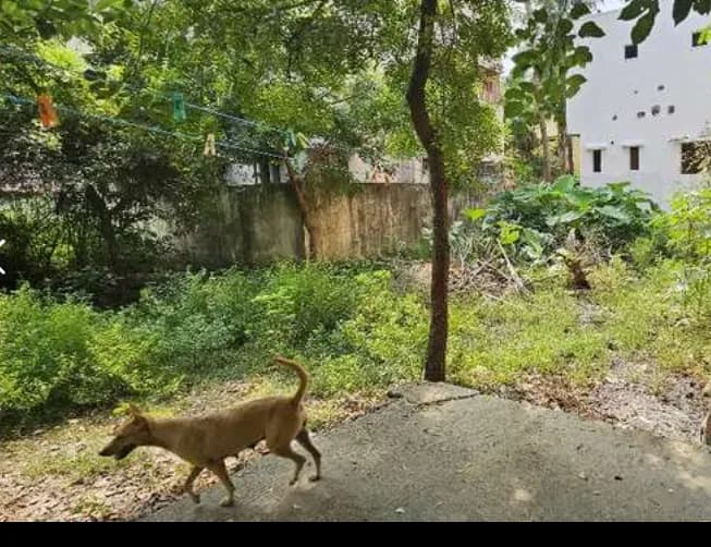 plot for sale 