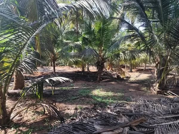 Land for Sale