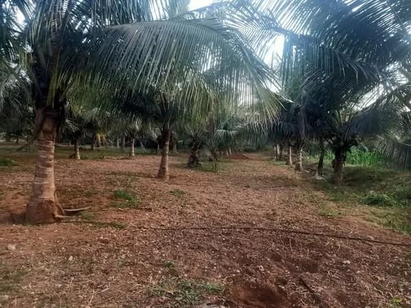 Land for Sale