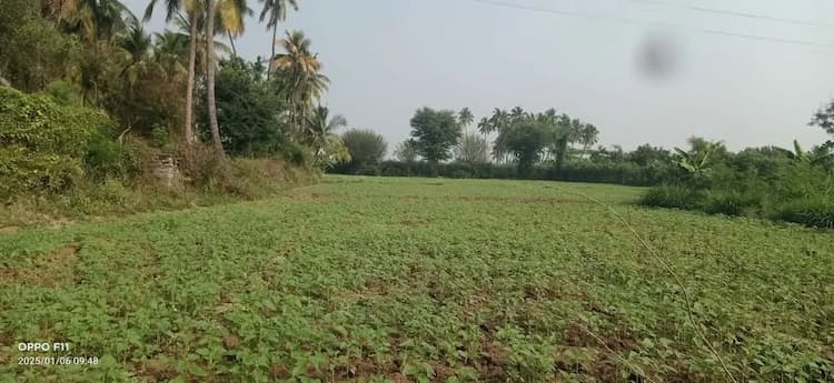 Land for sales