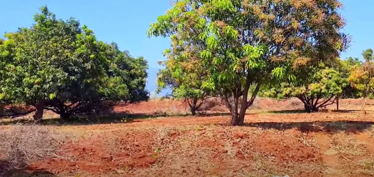 Land for sales