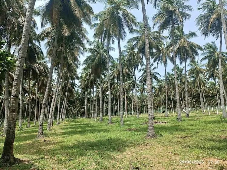 1 acre Plot