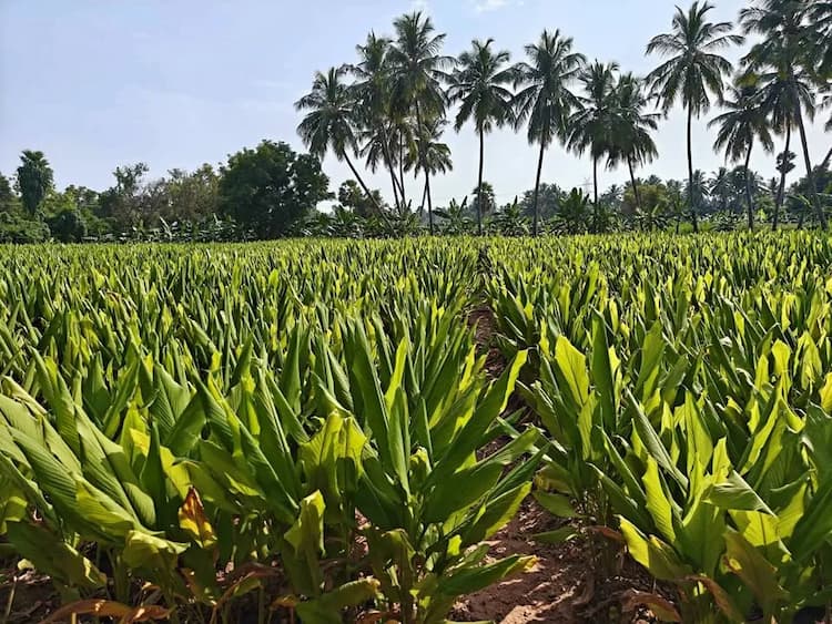 2.50 acre Plot