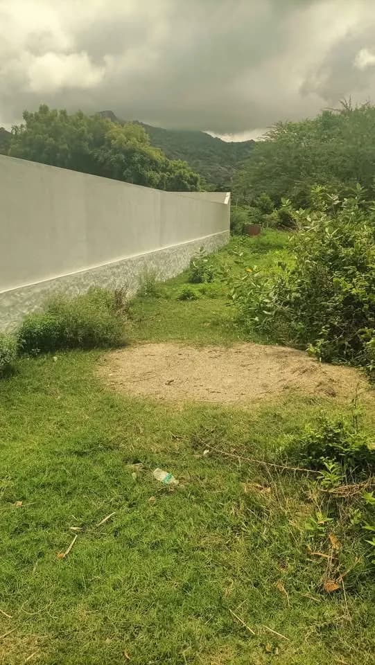 5.5 cent Plot
