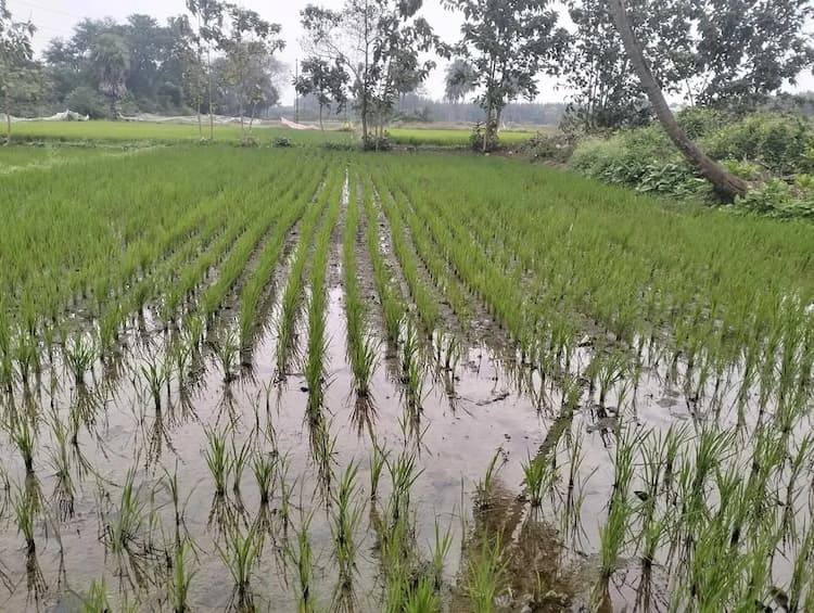 1.50 acre Plot