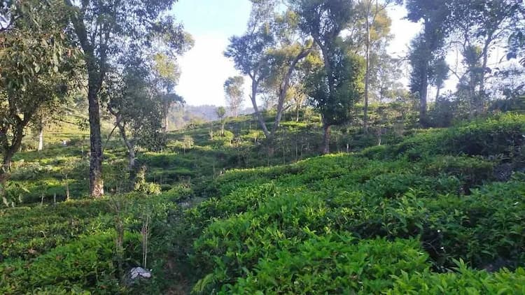 2 acre Plot