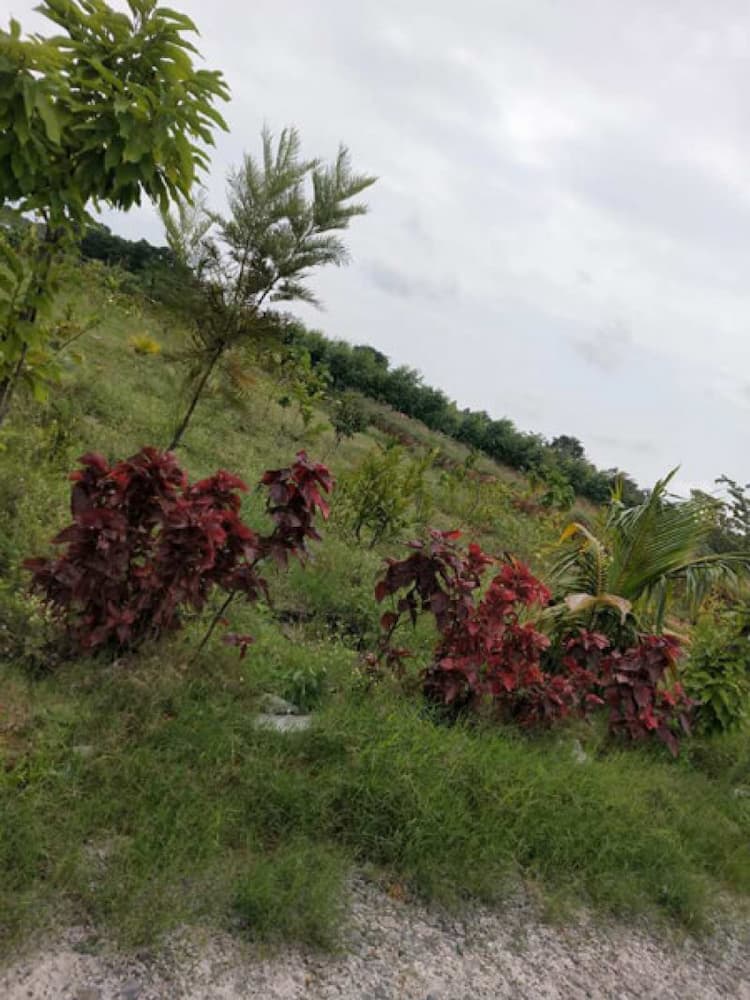 Sandal Nest Agricultural Land