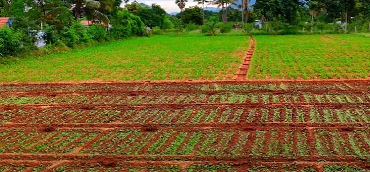 Single Property Image