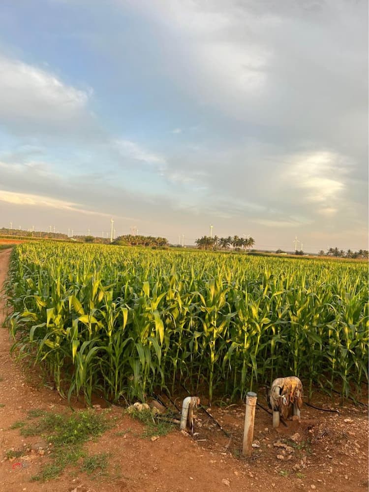 Single Property Image