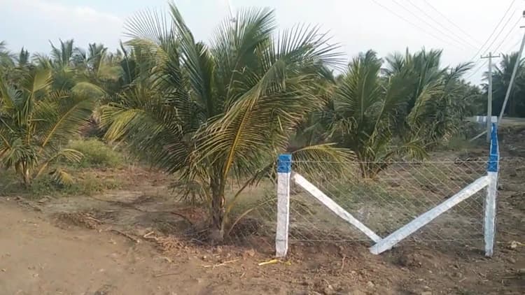 4 Acre Coconut Farm for Sale