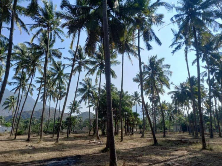 Tirunelveli properties