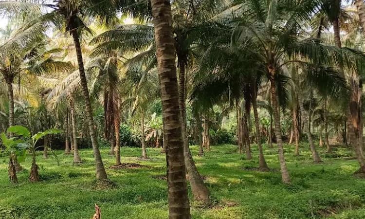 Coconut Land for Sale 