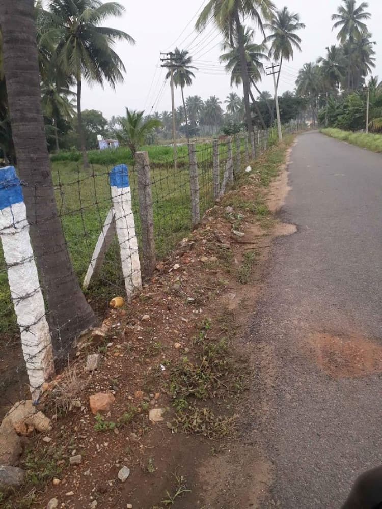 coconut farm land for sale