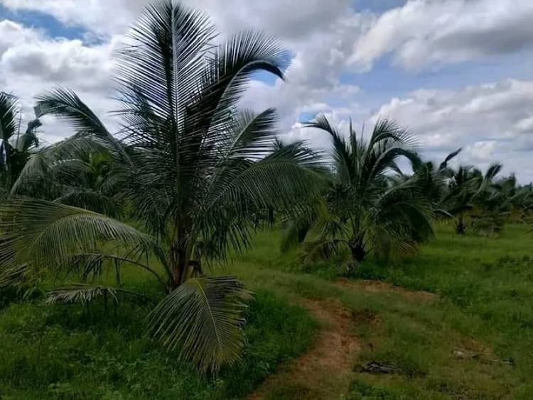 coconut farm land for sale