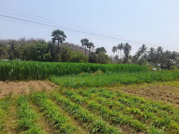 Agri Land For Sale