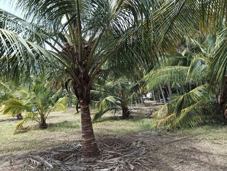 coconut farm land for sale