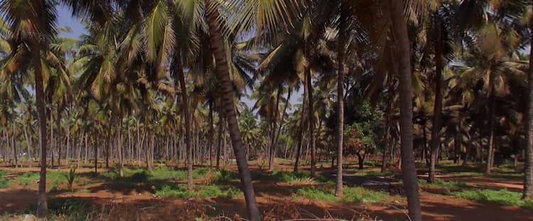 Land for sale