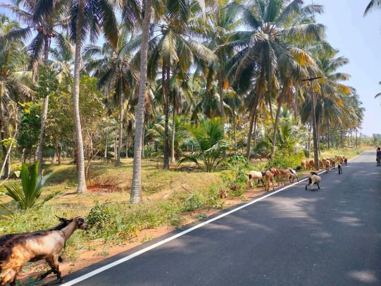 coconut farm land for sale