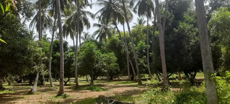 COCONUT AND MANGO FARM LAND SALE