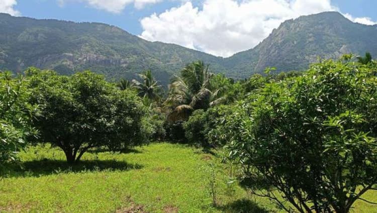 10 Acre Cocounut&Mango Thottam For Sale