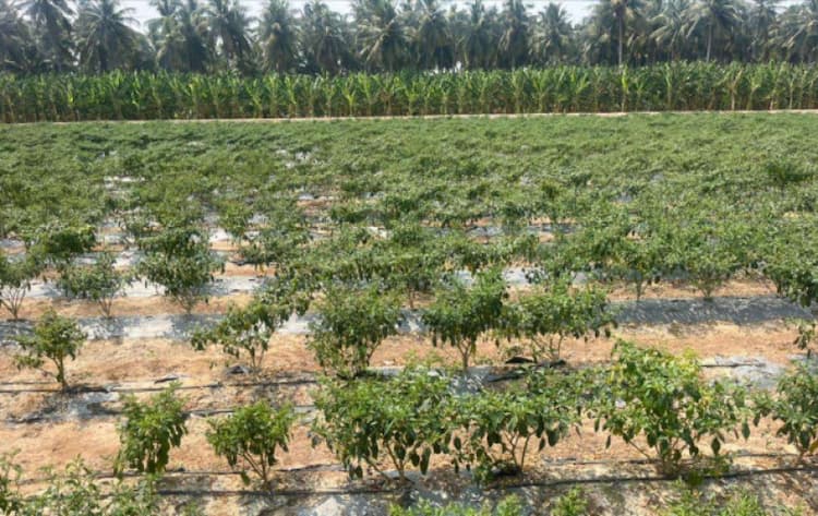 4 Acre Land for Sale