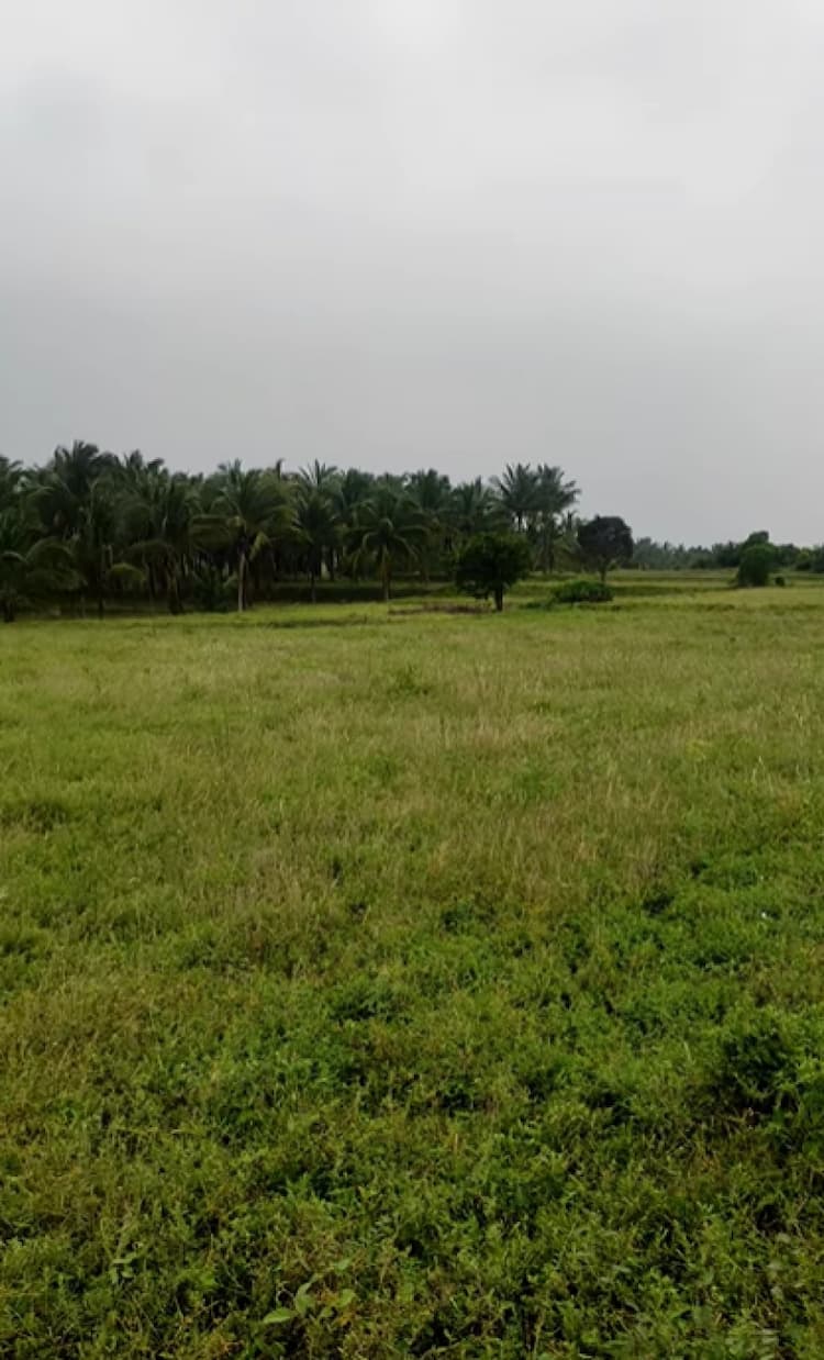 Farm Land For Sale