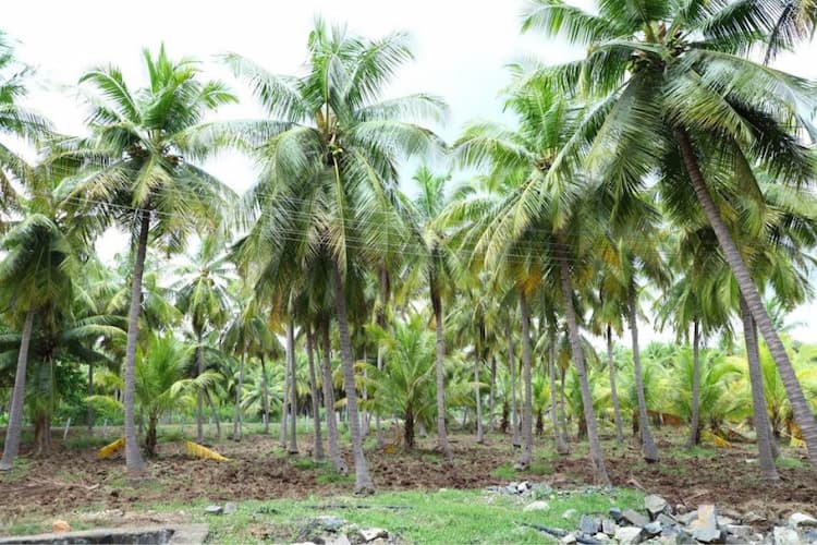 Land sale