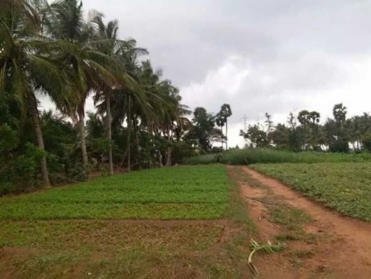 Agriculture Land for Sale