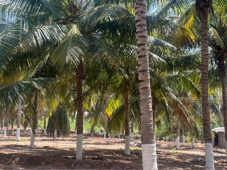 COCONUT FARM LAND FOR SALE