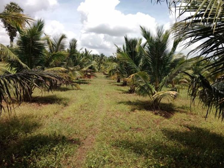 Land for Sale