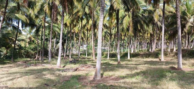 Coconut Farm For Sale