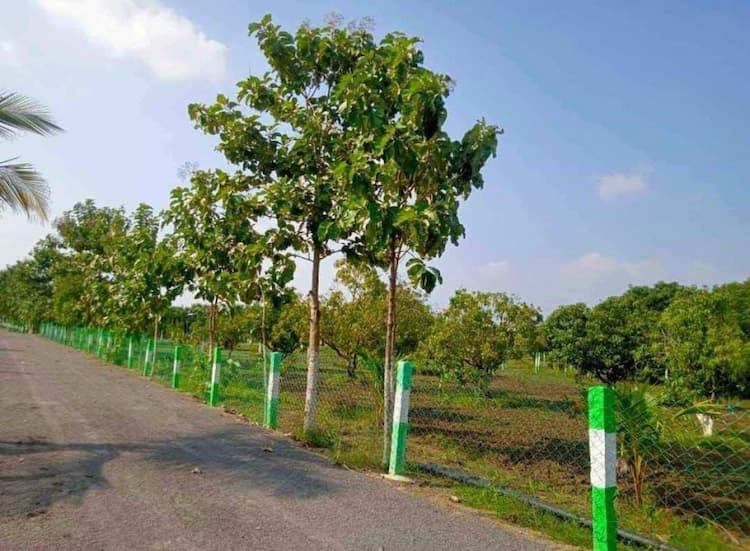 Mango Farm Plot for Sale
