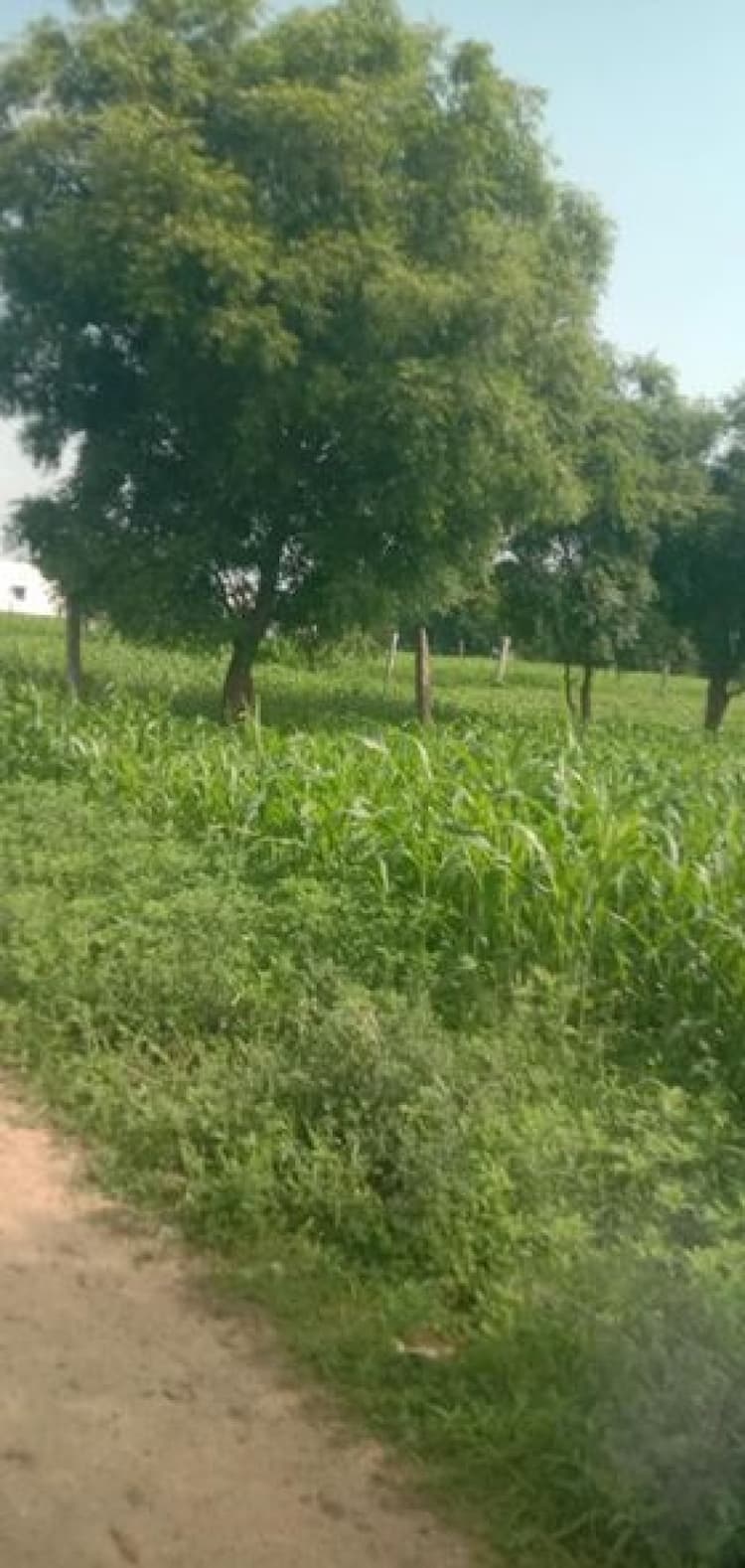 22 Cent land for sales