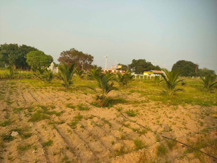 1.50 Acre Coconut Farm Land for Sale