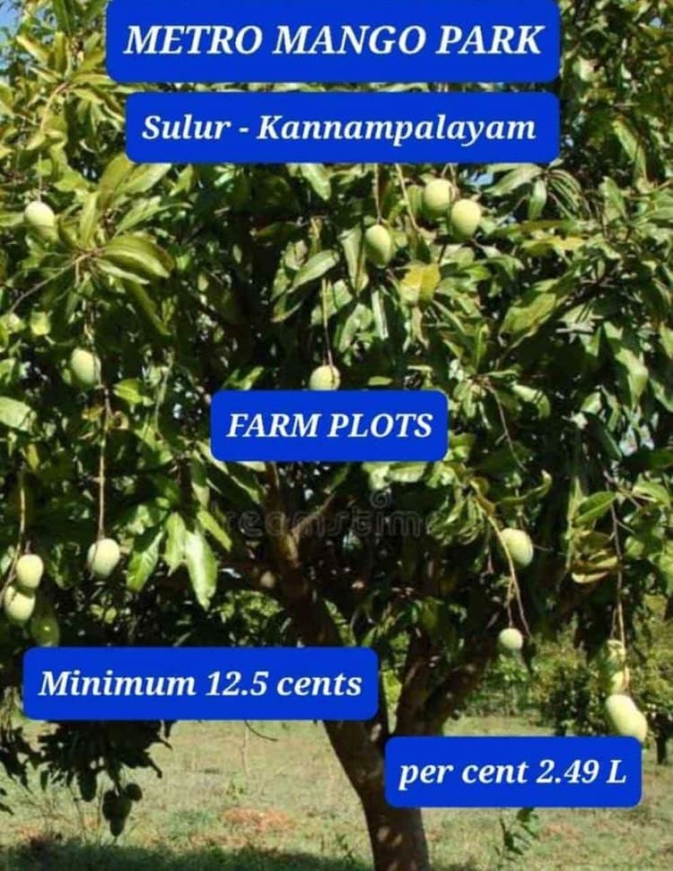 mango farm land for sale