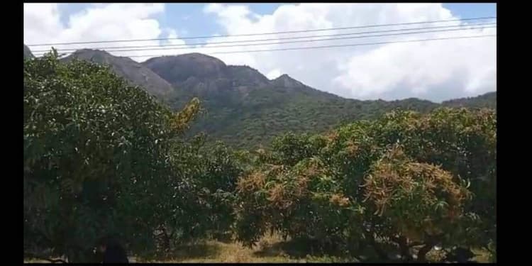 mango farm land for sale