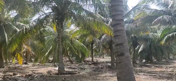 13 Acre land for Sale