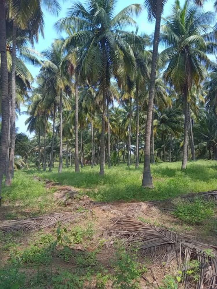 Agri Land For Sale