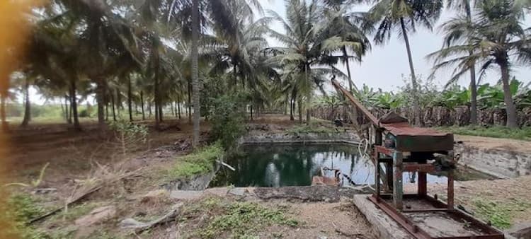 5.2 ACRES COCONUT FARM LAND SALE