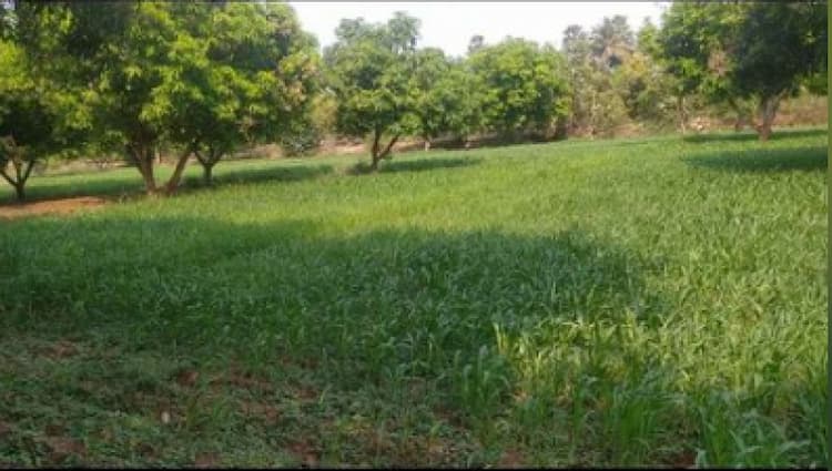 Agri Land For Sale