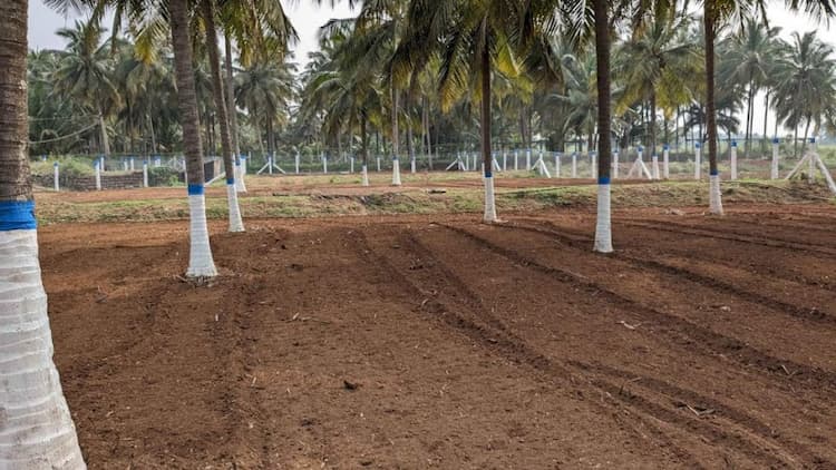 coconut farm land for sale