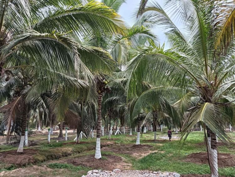 cocnut farm land for sale