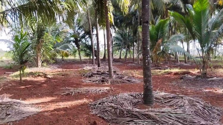 1.15 acre coconut farm for sale