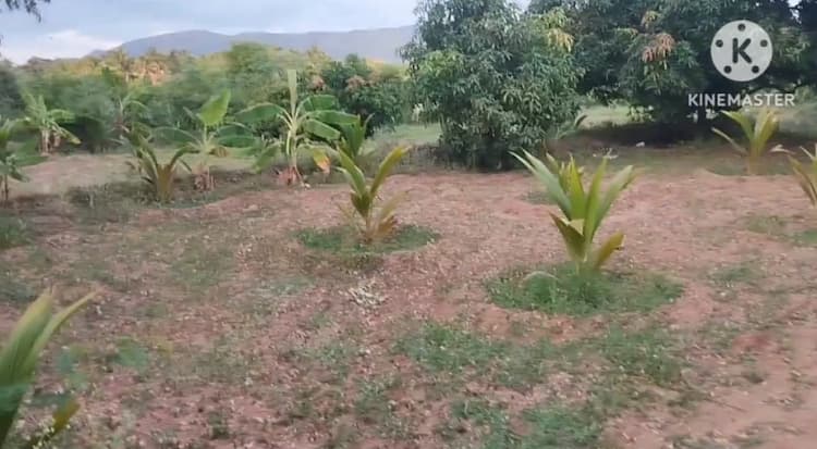 Low Budget Land for Sale