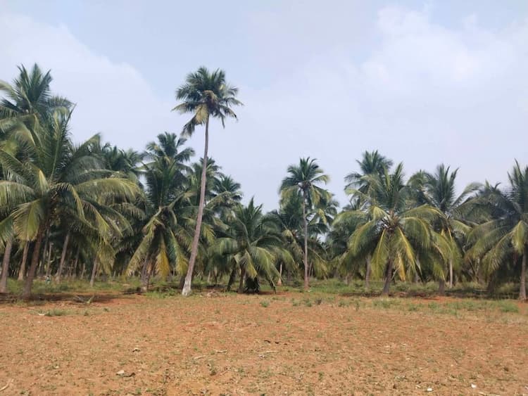 54 Acres land for sales