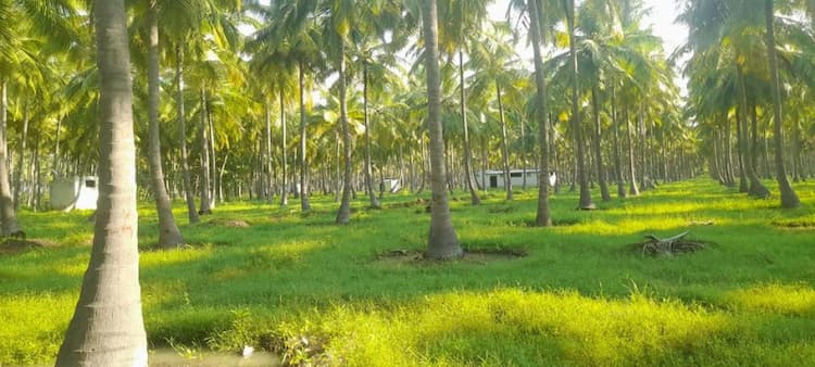 River Side Coconut Farm Land