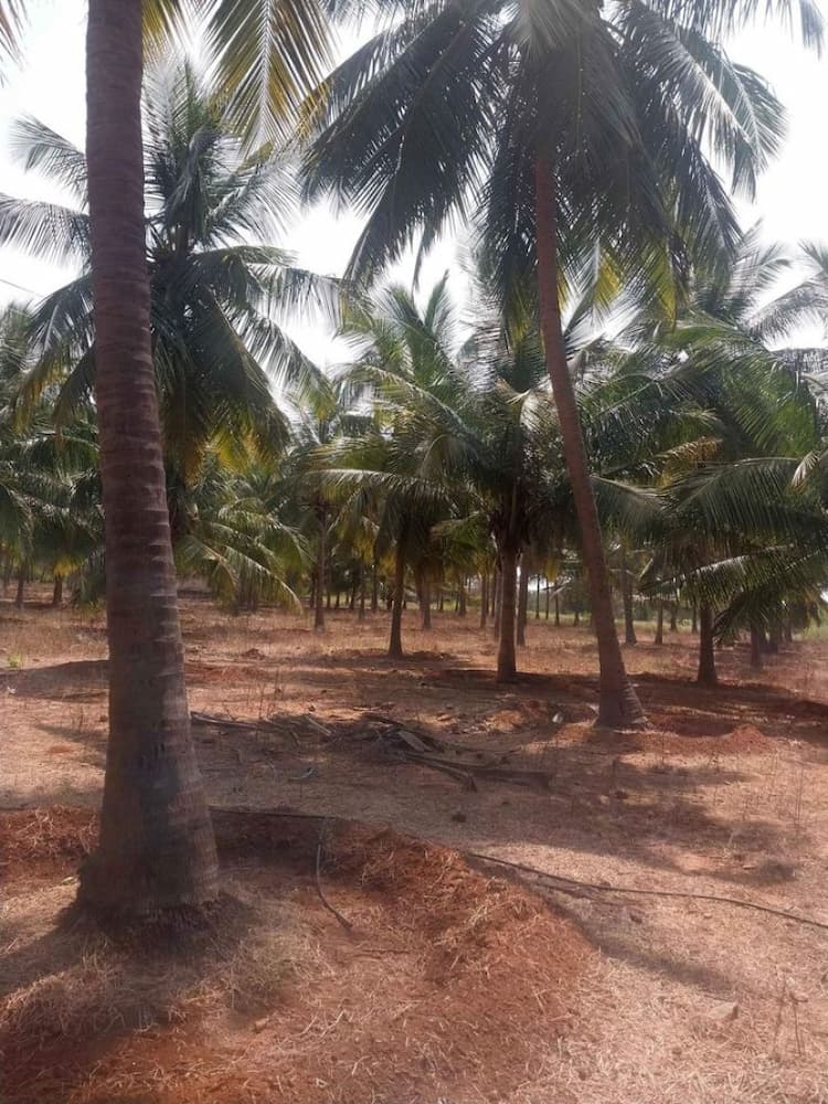 Coconut Farm For Sale