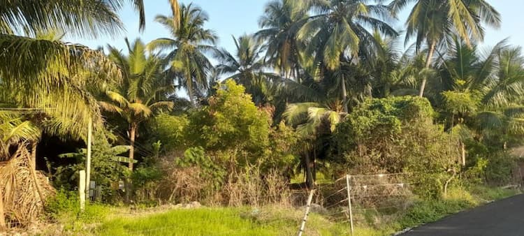 Coconut & Lemon Farm Land For Sale