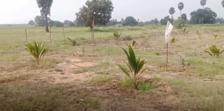 2.7 Acre Coconut Farm for Sale