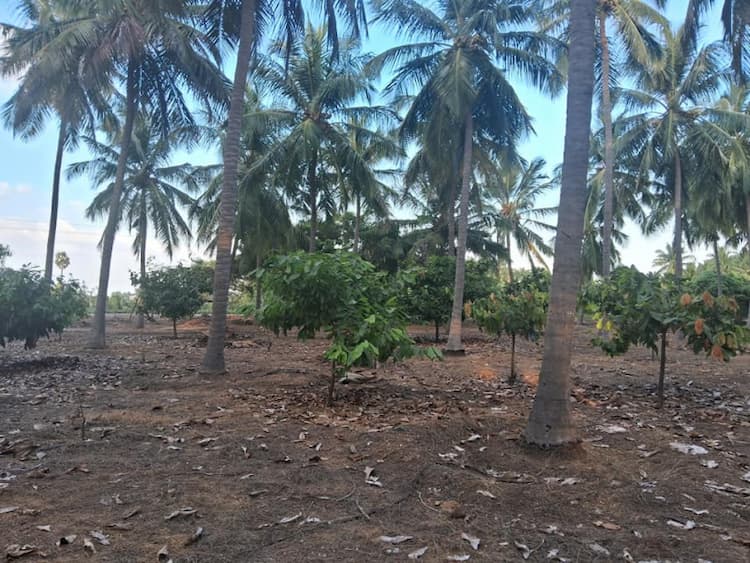 8 Acre Coconut Farm in Tirupur